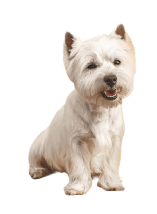 After grooming